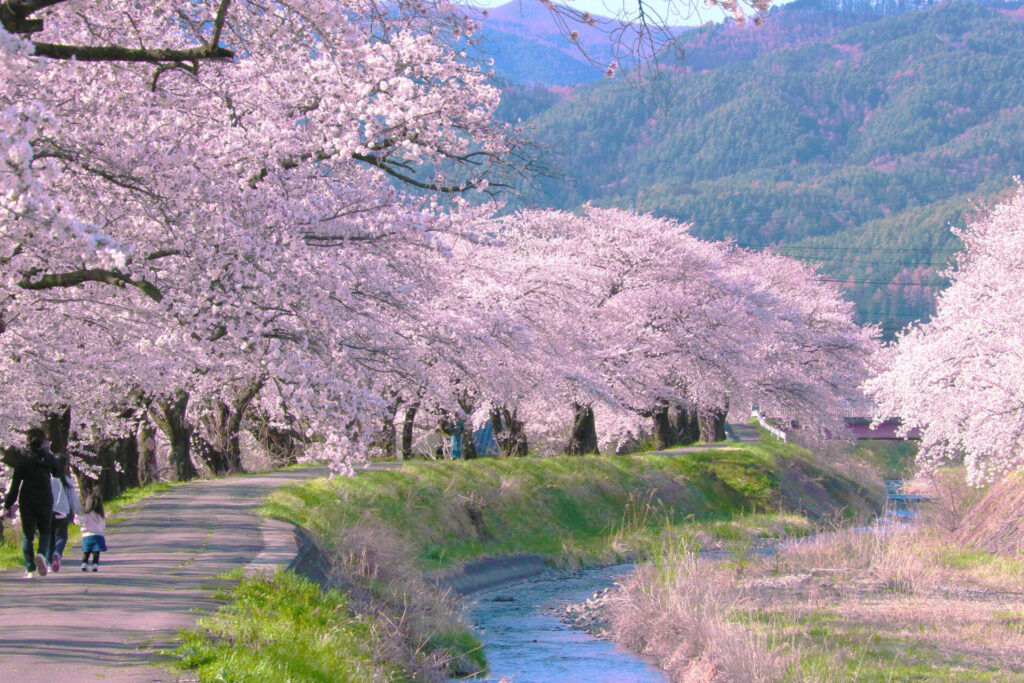 春だ！桜だ！岡谷市桜スポット特集！